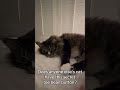 Secret toe beans #catvideos #shorts #catshorts