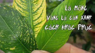 @ Lá mai mỏng, màu nhợt nhạt, vàng lá gân xanh, cách khắc phục hiệu quả.