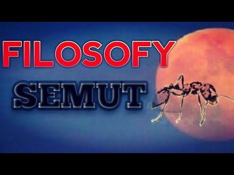 Video: Teori Semut Kemanusiaan - Matador Network