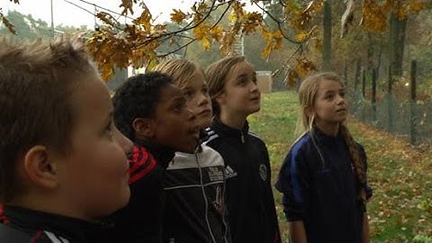 Spreeuwen gaan voetbalprobleem oplossen