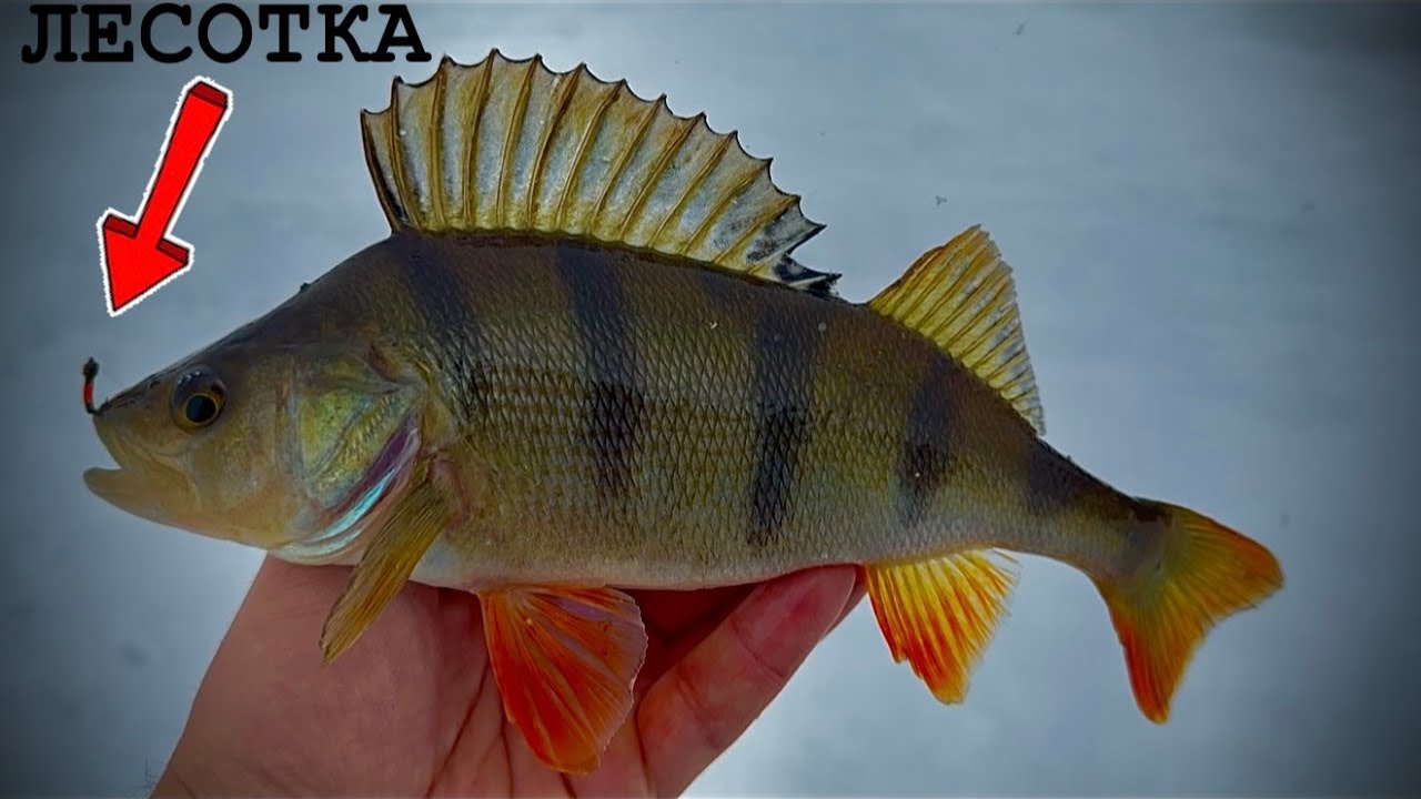 ВЕЛИКИЙ ОКУНЬ СТОЯЛ НА Глубине|БЕЗМОТИЛКА РАБОТАЕТ❗️❗️❗️