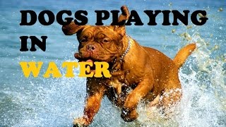 Funny Dogs Compilation Video - Dogs Playing In Water by The Burgs 606 views 7 years ago 5 minutes, 34 seconds