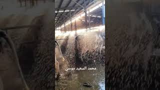 رشاشات المياه في مزارع الأبقار مع محمد السعيد موسى