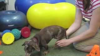 PT for Paralyzed Post-op IVDD dog