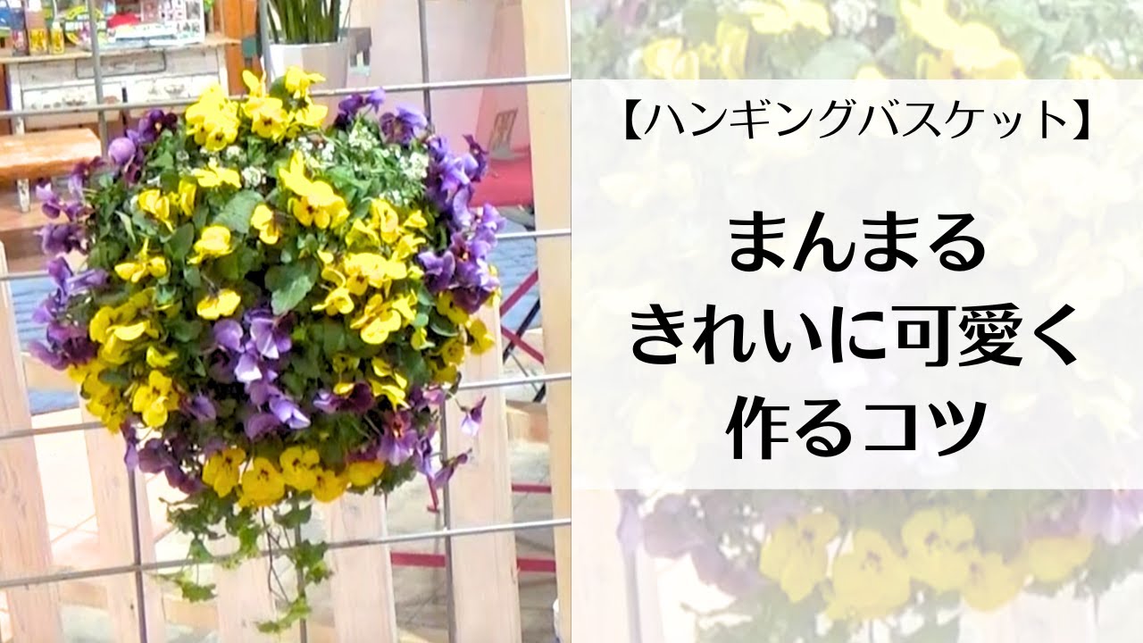 【まんまるにできる？】ハンギングバスケットの作り方【ビオラ】