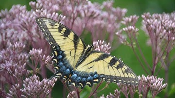 Eco-Lessons from the Farm:  Meadows for Pollinators