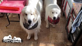 お留守番が続いてちょっと不満なルンルンとアランです　Great Pyrenees　グレートピレニーズ