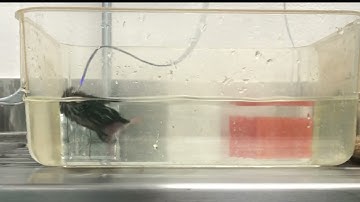 Neurescence Quartet® - Swimming Experiments - Calcium Imaging in Freely Behaving Animals