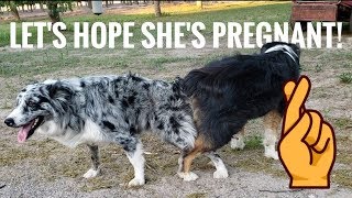 Breeding Our Australian Shepherd *for the second time*