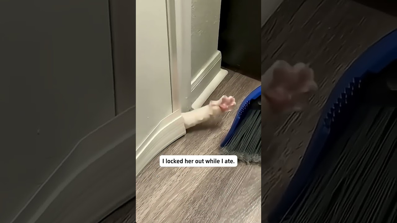 ADORABLE kittens are Waiting for You! 