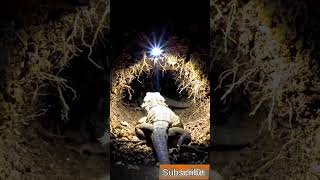 Tiny Lizard POV Inside a SecretUnderground World |Real MicroCamera Footage #Shorts #viral #trending