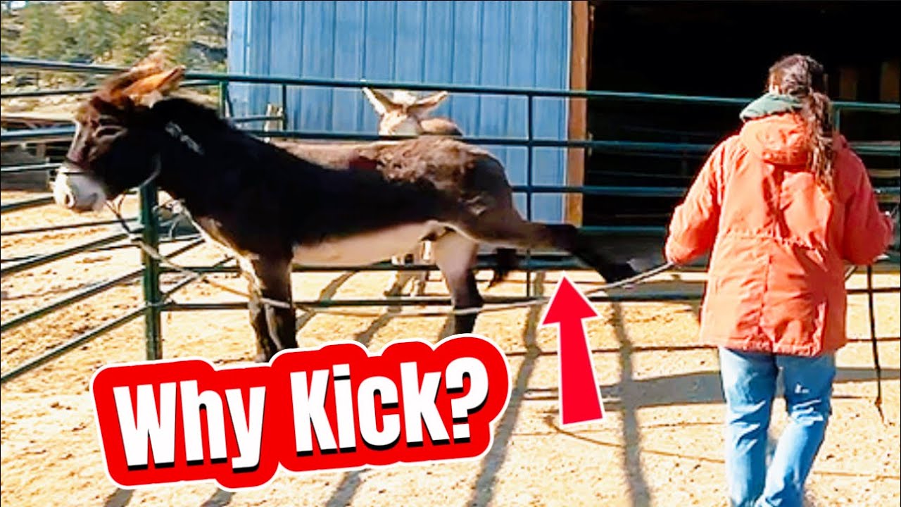 When Resistance Isn't Resistance: Teaching a Donkey to Lead