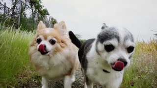 【写犬 動画】あっぷる【チワワ】