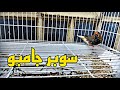 إشتريت فناجس سوبر جامبو صورت أعشاش الطيور
