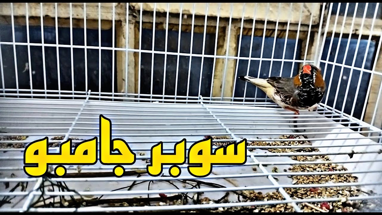 إشتريت فناجس سوبر جامبو |صورت أعشاش الطيور🦜