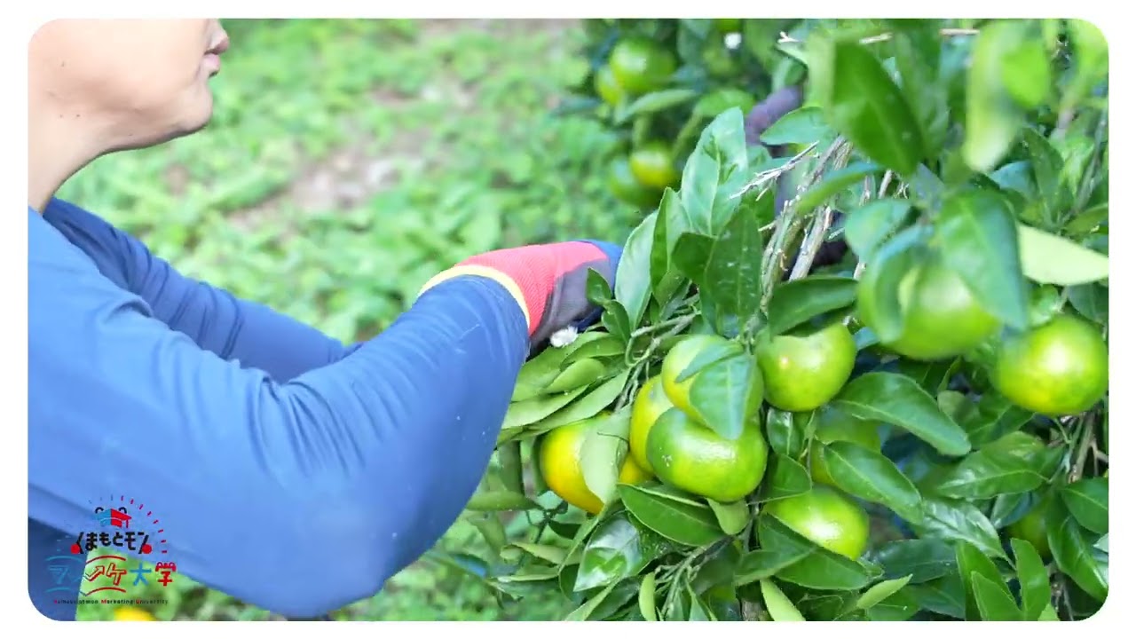 【山下果樹園】果樹園だからこそ実現できた、“ほぼみかん”のぜいたくジャム