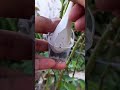 Propagation rose plants #planpropagation #gardenexperiment #rosepropagation