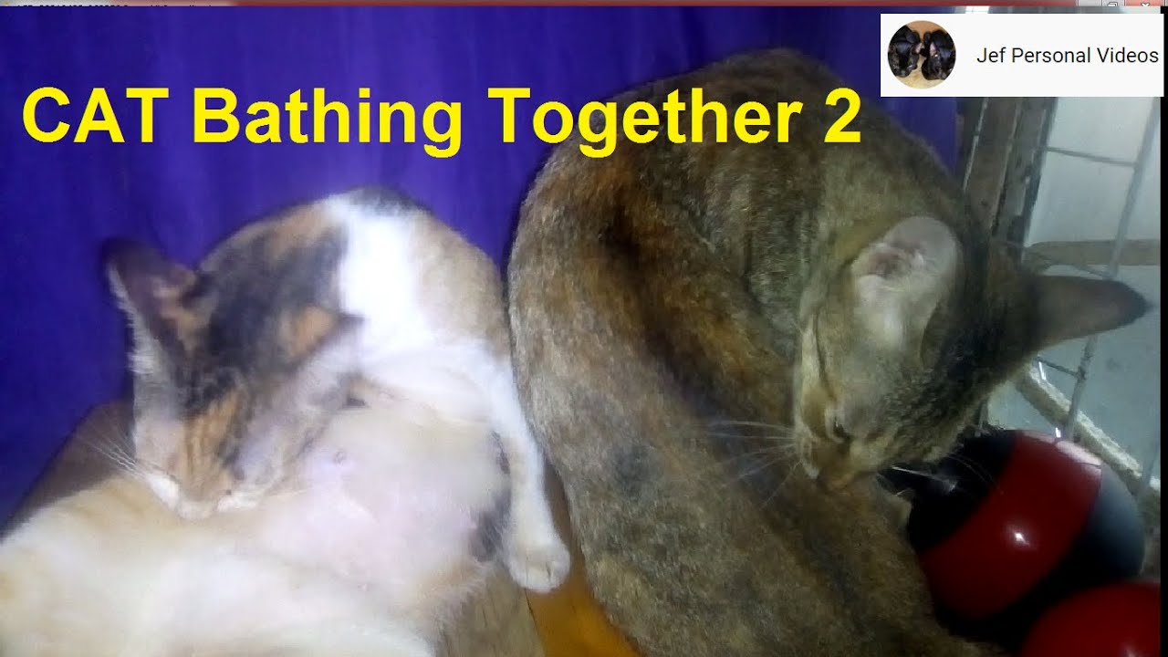 CAT Bathing Together funny videos YouTube