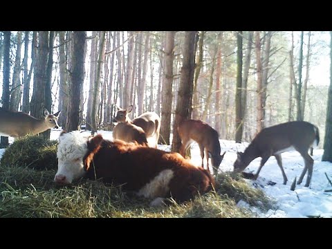 Runaway Cow That Lost Family Makes Home With Deer in New York Woods