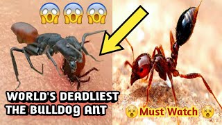 Most Poisonous Ants In The World | Most Aggressive Ants In The World | The Bulldog Ant |