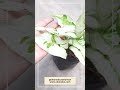 syngonium magic marble