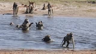 Chacma Baboons crossing the river, Chobe, Botswana 2019/08/14