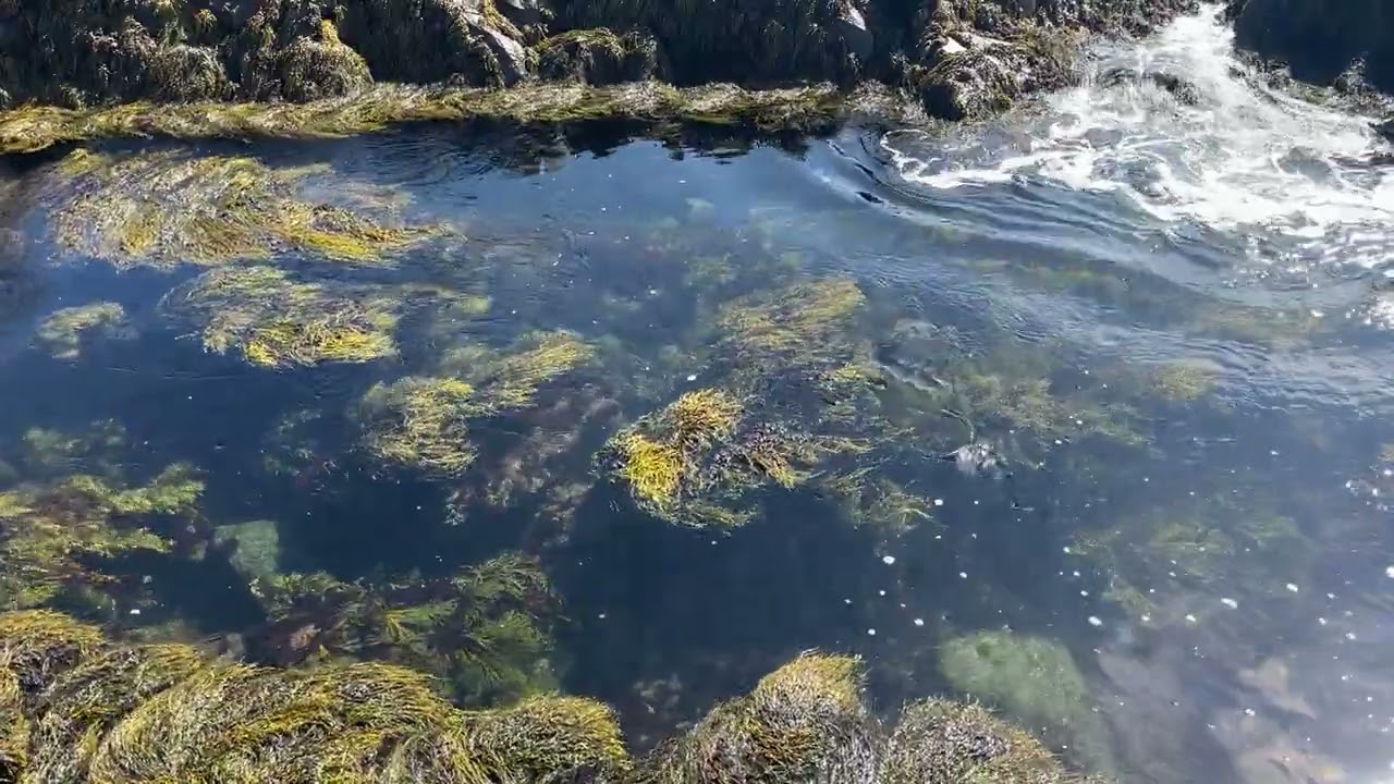 Relaxing Ocean Waves, Rock Weed Movement - Hypnosis - WHITE NOISE, Heal Yourself, Chill or Sleep