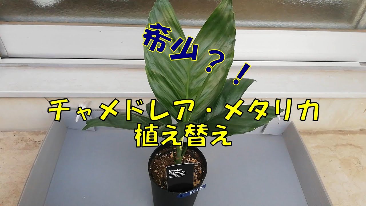 シンゴニウム ピンクジュエルの植え替え Youtube