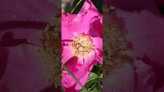 Zooming in on a photo I made, a flower (vertical video)