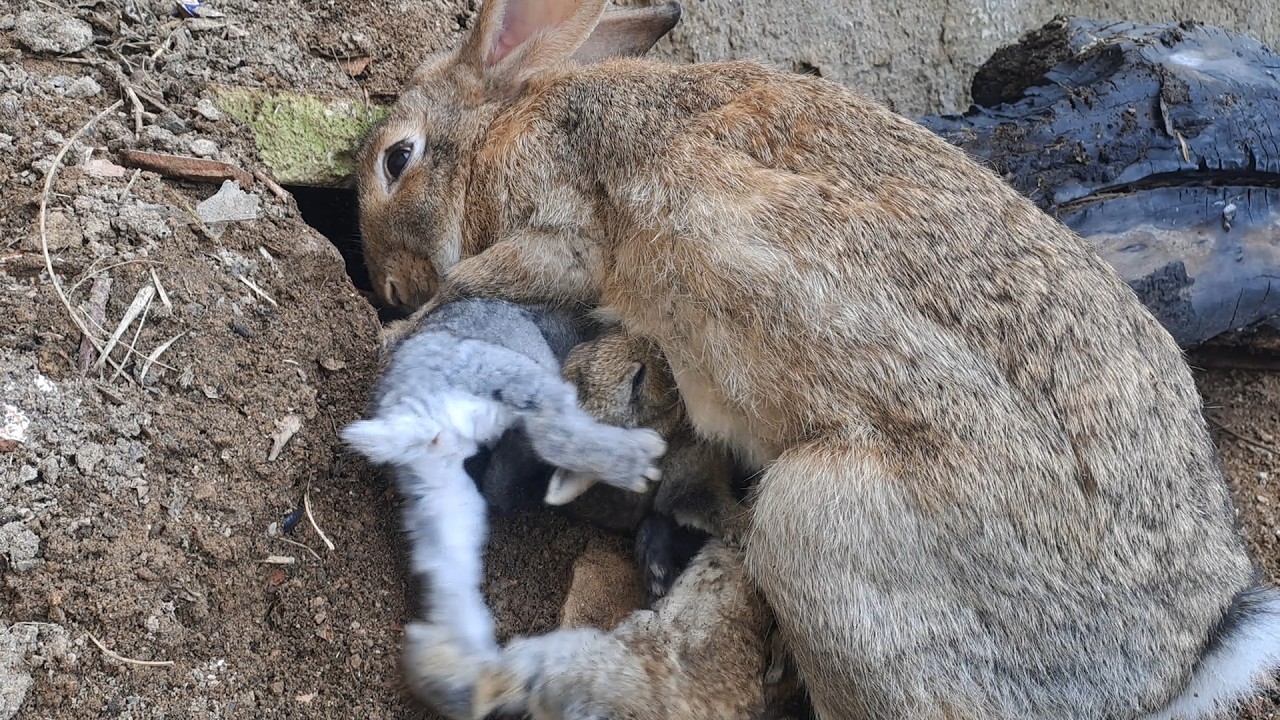 Mother Rabbit Feeding Her 8 Bunnies in a Burrow: Real Life Documentary