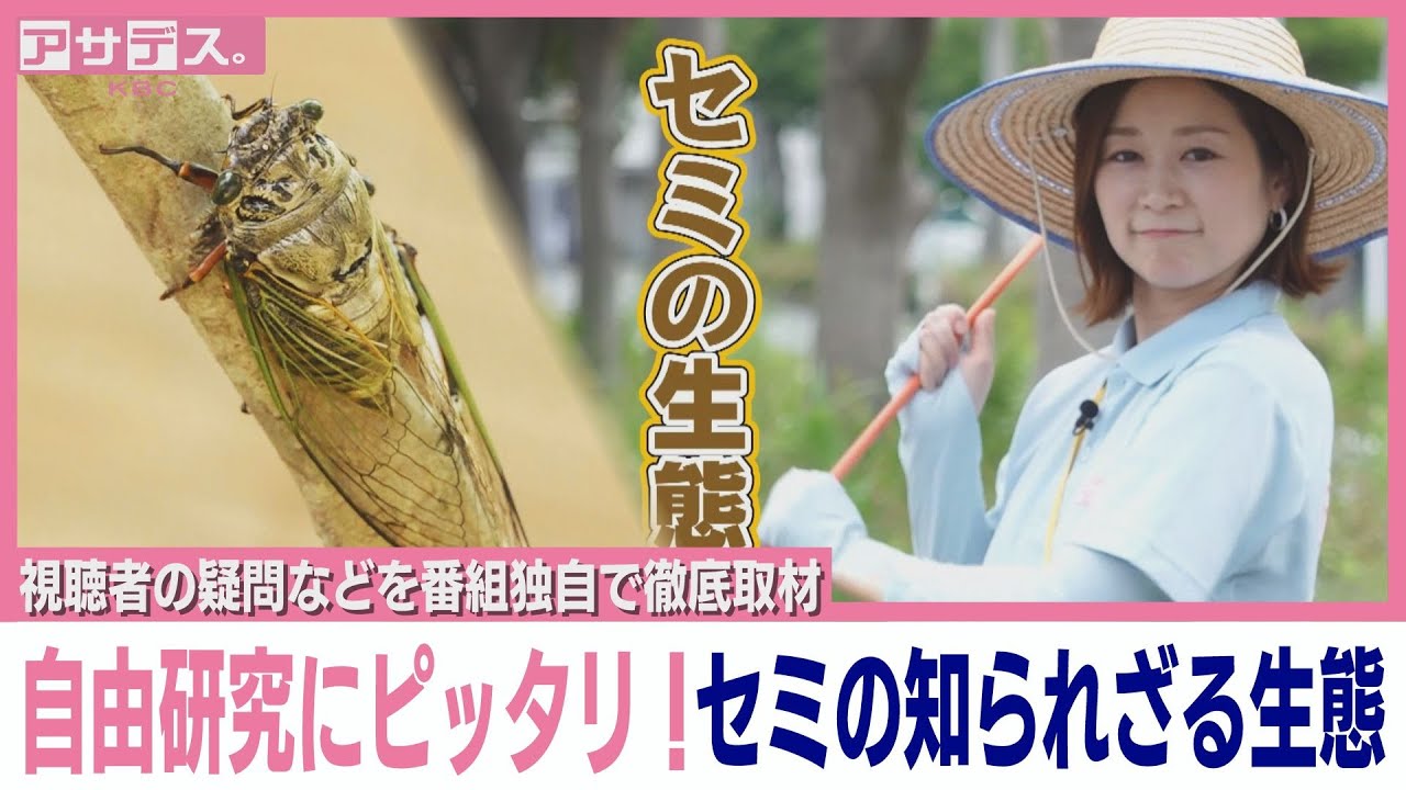 Perfect for independent research! The unknown ecology of cicadas