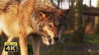 Wolf Animal Mammal Nature Wild Stock Videos For Editing Free Free Footage Video Background