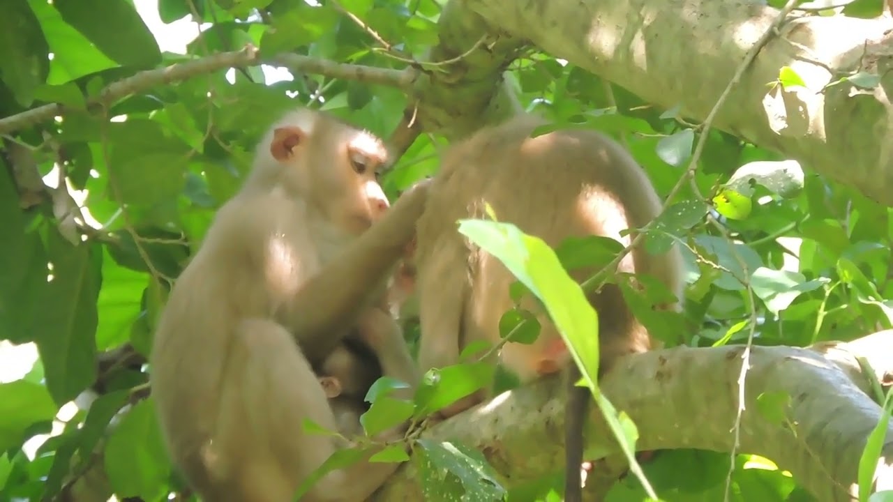 Cambodia Village: Daily Observation On Savana Monkey Group-Part 9 - YouTube
