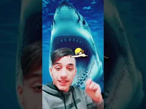 فيديو: كيف تطلق لدغة القرش؟