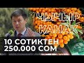 Айыл ЧАРБАДАН 10 млрд ДОЛЛАР ТАПСАК БОЛО! ТИЛЕК ТОКТОГАЗИЕВ толук айтып берди!