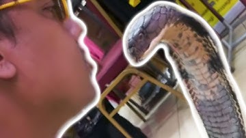 Whoa! 😱 This King Cobra Snake Is Amazing!!! | BRIAN BARCZYK