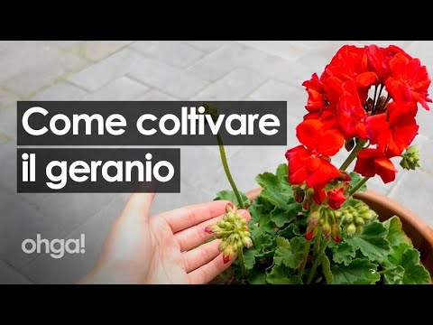Come coltivare i