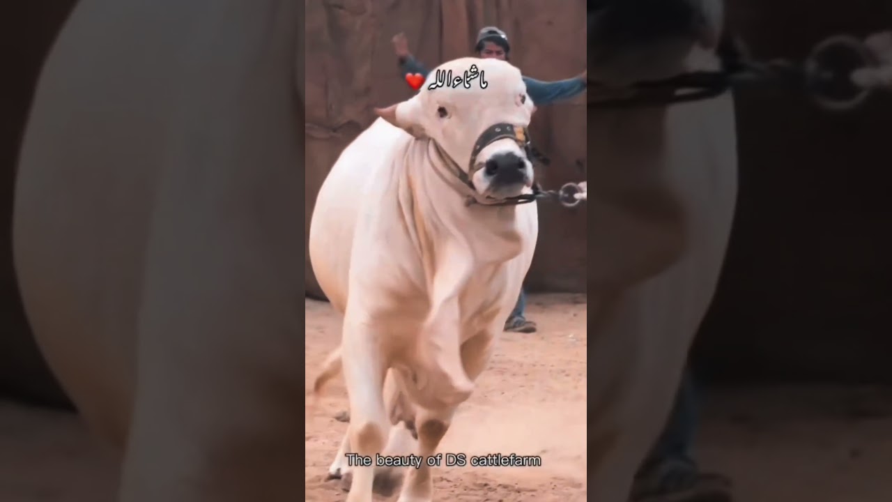 Mashallah Beauty of DS Cattle Farm | DS Cattle Farm #cattlefarm #cattleamazeofficial