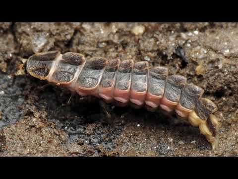 Guling Guling Insect Do Insects Have Vocal Cords