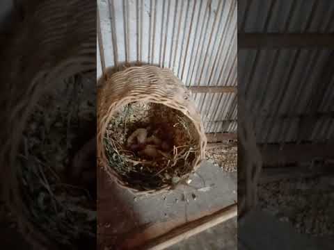 Cara ternak emprit Jepang WA 085 879 835 356 