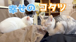 新キャットタワー&コタツ設置子猫たちの反応は…