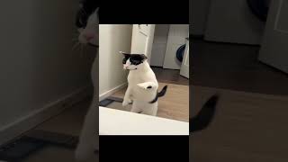 What Did I Just Witnesssong Ilytommy  Pretty Ho3 ilytommy fyp fyppppppppppppppppppppppp 