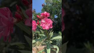 Nerium Oleander