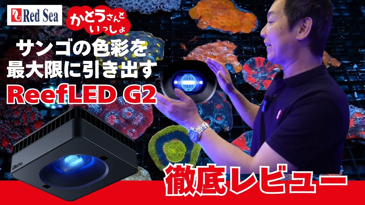 サンゴ育成ライト選びに迷ったらコレ！ReefLED G2が最適な理由。Redsea加藤さんと一緒に実機でサンゴを照らしながら完全解説！！