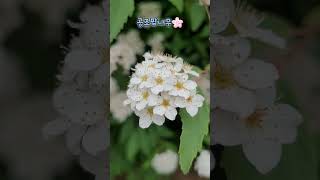 공조팝나무🌳, 이미자의 찔레꽃🎵💕