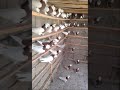 طيور خانقين العراق طيور عراقية زبيريات زبيري زبيرليات زبيرلية Iraqi Pigeons Iraq Birds بحمر طيور خانقين العراق طيور عراقية زبيريات زبيري زبيرليات زبيرلية Iraqi Pigeons Iraq Birds بحمر