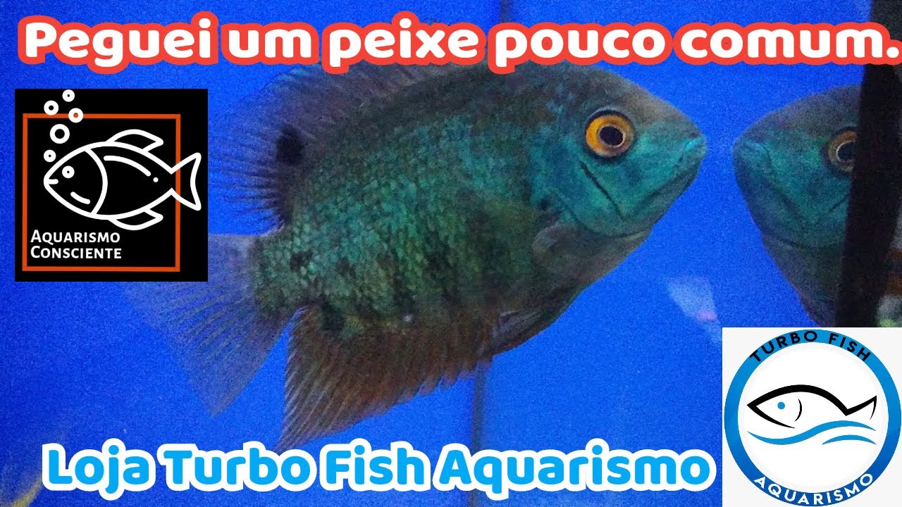 Encontrei um peixe pouco comum na loja Turbo Fish Aquarismo e levei pra casa!