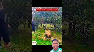 Why The Lion Is King. #wildlife #youtubeshorts #trending #animals #shorts #viral #shortsfeed #lion