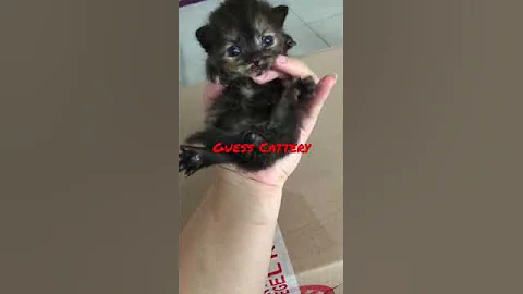 Video 2169591: cat kitten munchkin britishshorthair, british munchkin cat, cat britishshorthair kucing kitten, kitten britishshorthair kitty, britishshorthair kucing catlover, britishshorthair cat cute kucing, kittycat kitties