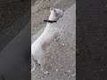 Dogo Argentino Luna